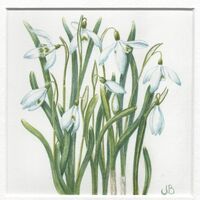 Snowdrops5