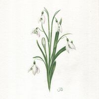 Snowdrop 6