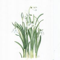 Snowdrop 7