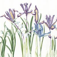 Snowdrops with miniature iris