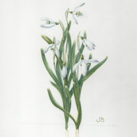 Snowdrops3