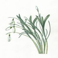 Snowdrops2