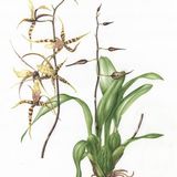 Spider Orchid : watercolour original 40 x 29 cm