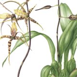 Spider orchid Detail