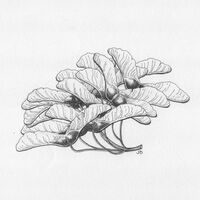 Sycamore Seeds (ink)