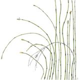 Wirral Horsetail : fine art print 70 x 50 cm