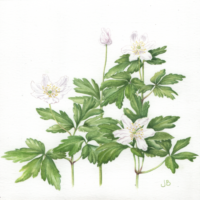 Wood Anemone group