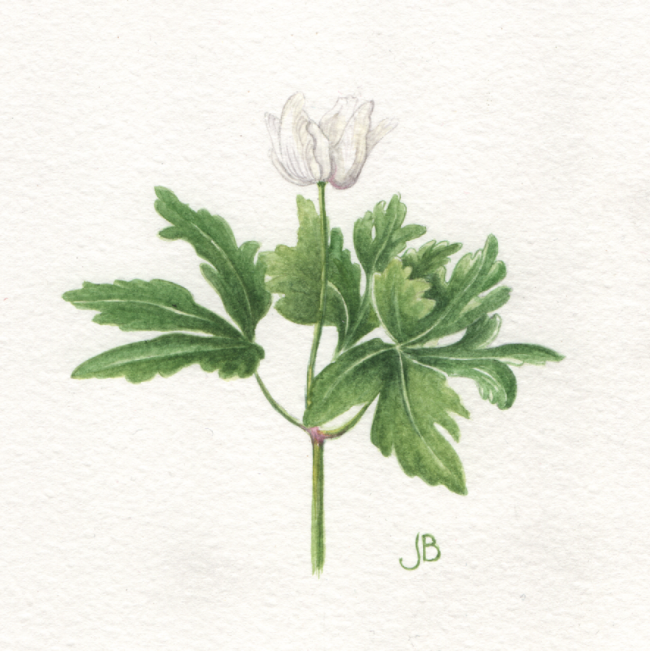 Wood Anemone