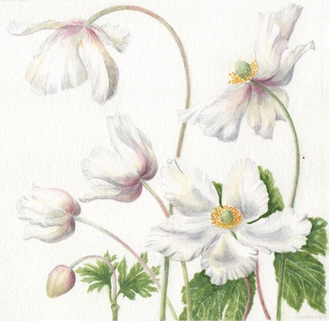 Spring Anemone
