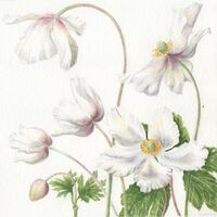 Spring Anemone