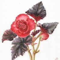 Begonia Rex