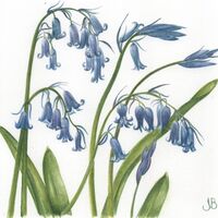 UK native bluebells