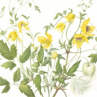 Limited Edition Prints