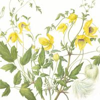 Clematis Bill Mackenzie