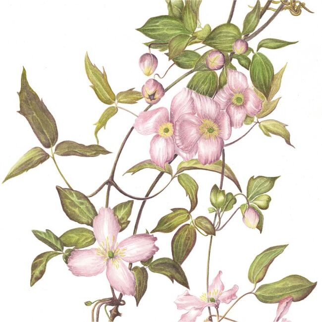 Clematis Montana