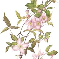 Clematis Montana
