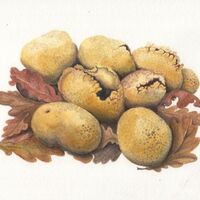 Common Earthball