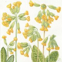 Spring Cowslips