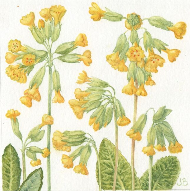 Spring Cowslip