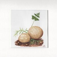 Earthballs