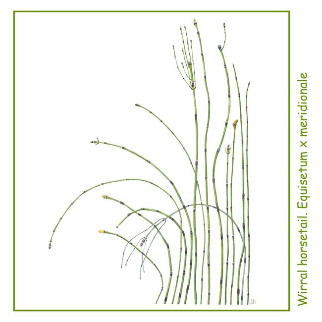 Wirral Horsetail Detail