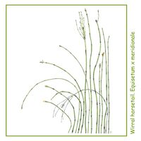 Wirral Horsetail Detail