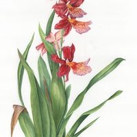Red Orchid: SOLD