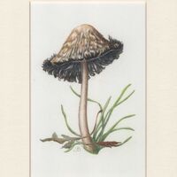 Shaggy Inkcap