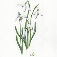 Snowdrops1