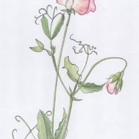 Pink Sweatpea