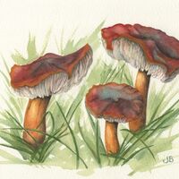 Possible Waxcap