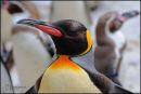 King Penguin