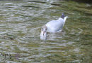 Gull with Fish