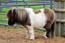 Shetland Pony