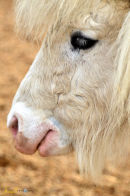 Shetland Pony Head