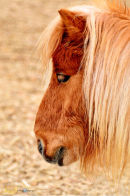 Head of Shetland  Pony