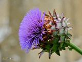 Thistle