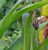emerging from cocoon