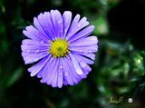 Michaelmas Daisy