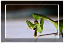 Tea Time for Praying Mantis