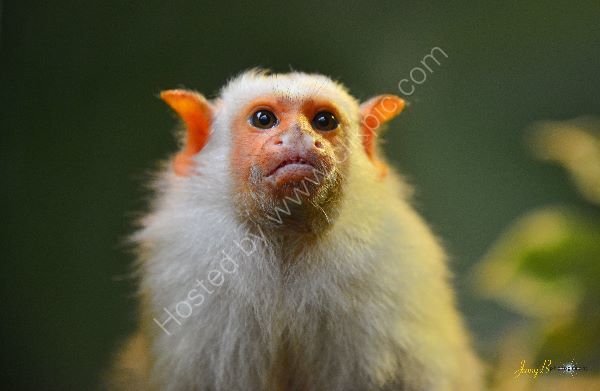 Marmoset