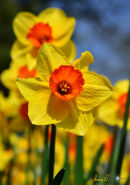 Daffodil