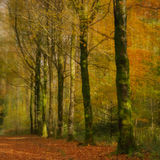 Impressions of autumn