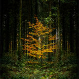 Burning beech