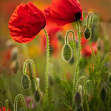 Backlit poppies