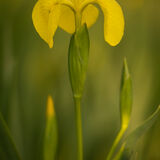 Yellow iris