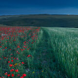 Poppy lines