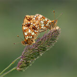 Paired pearl bordered fritillaries