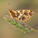 Pearl bordered fritillary