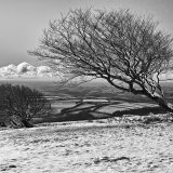 Frozen tree
